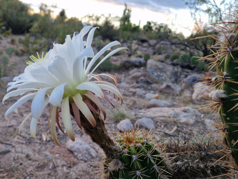 Soehrensia candicans (Argentine Giant) aka Echinopsis candicans or Trichocereus candicans