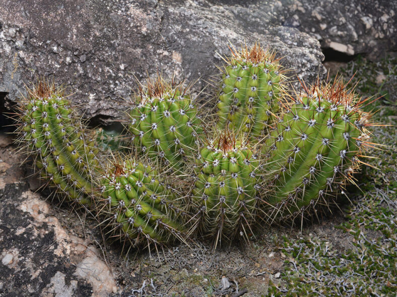 Soehrensia candicans (Argentine Giant) aka Echinopsis candicans or Trichocereus candicans
