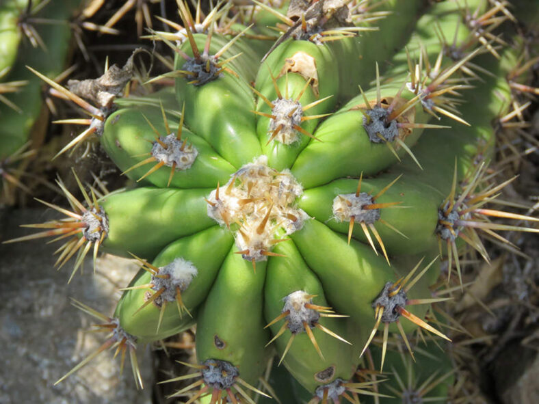 Soehrensia candicans (Argentine Giant) aka Echinopsis candicans or Trichocereus candicans