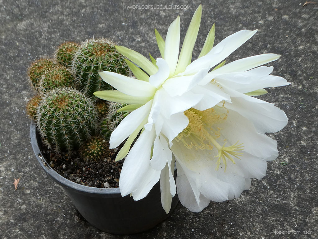 ②チロスケ様 Soehrensia schickendantzii (Torch Cactus) - World of Succulents