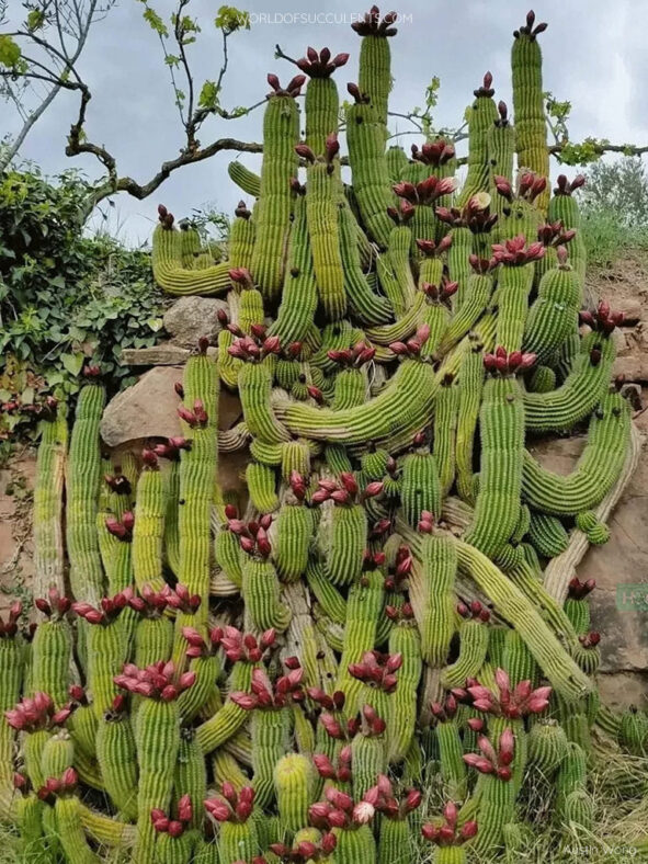 Soehrensia schickendantzii (Torch Cactus) aka Echinopsis schickendantzii or Trichocereus schickendantzii