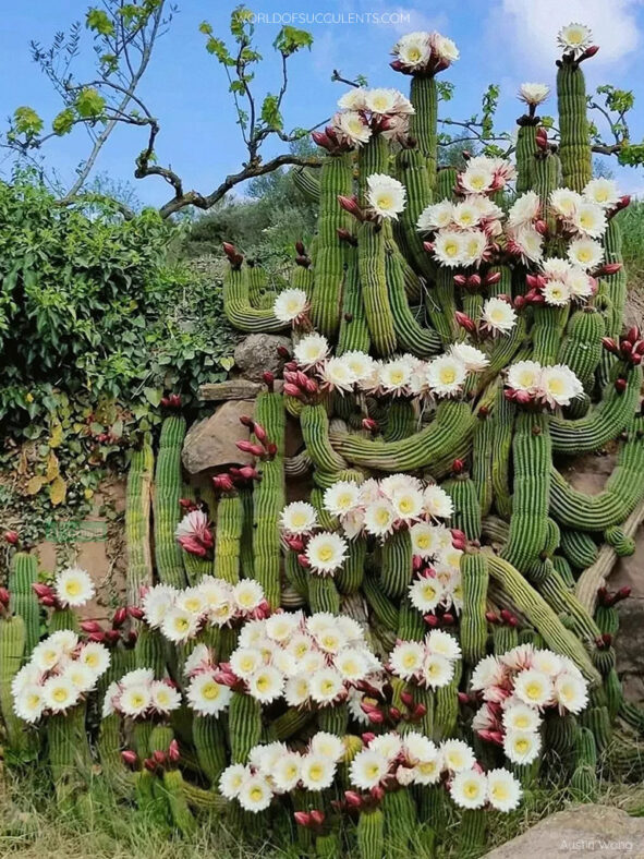 Soehrensia schickendantzii (Torch Cactus) aka Echinopsis schickendantzii or Trichocereus schickendantzii