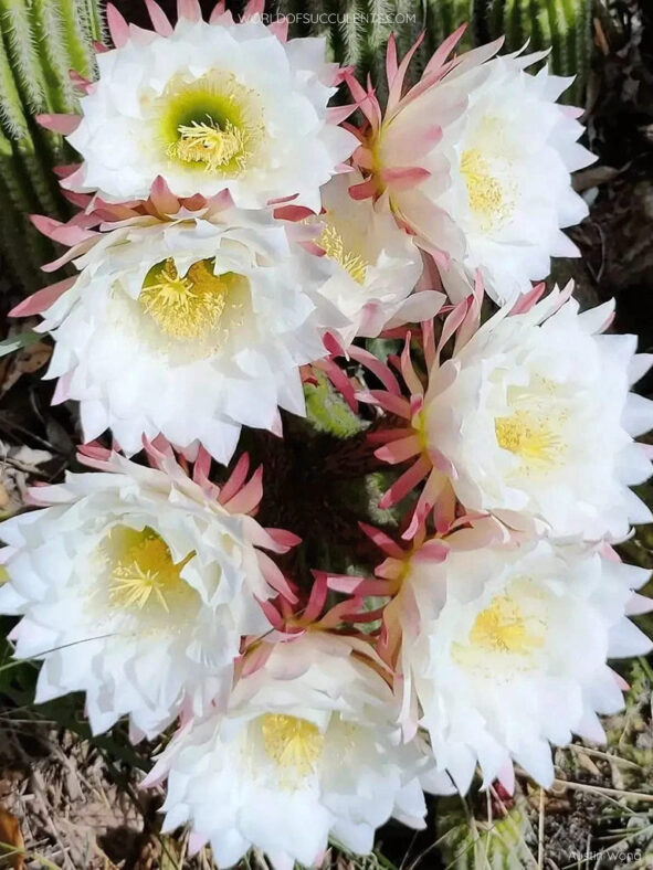 Soehrensia schickendantzii (Torch Cactus) aka Echinopsis schickendantzii or Trichocereus schickendantzii
