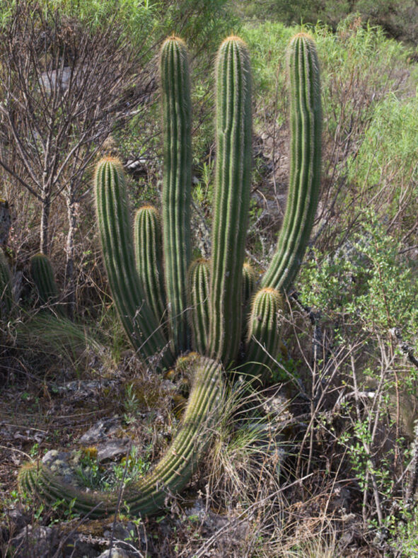 Soehrensia schickendantzii (Torch Cactus) aka Echinopsis schickendantzii or Trichocereus schickendantzii
