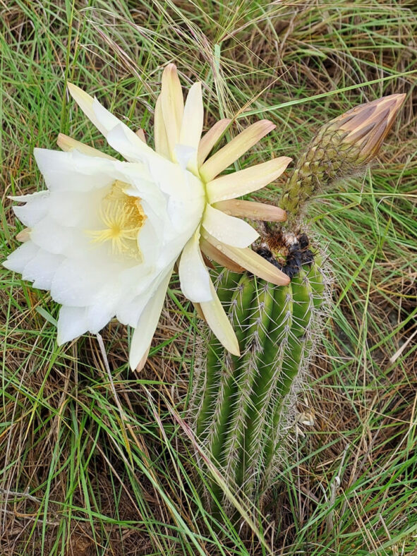 Soehrensia schickendantzii (Torch Cactus) aka Echinopsis schickendantzii or Trichocereus schickendantzii