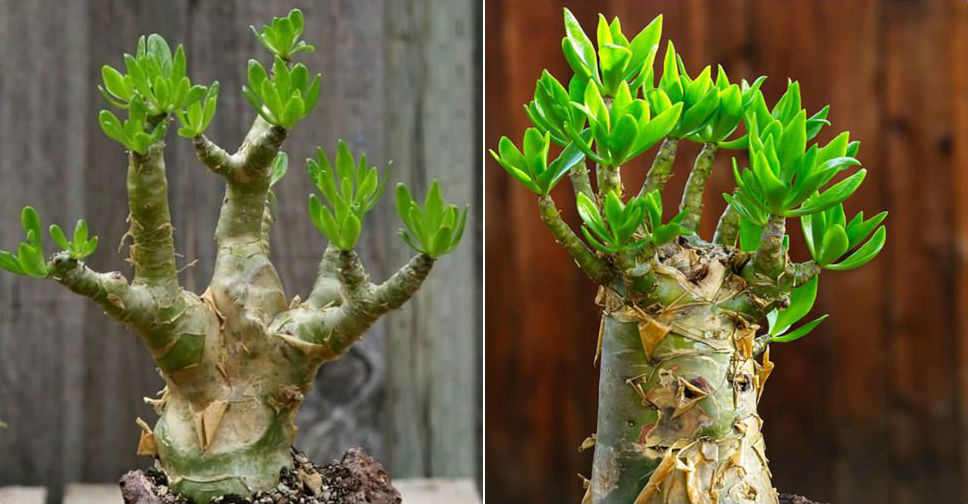 gollum plant Crassula ovata 'Gollum' #5 stump/character at SPROUT HOME