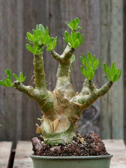 Tylecodon paniculatus (Butter Tree) - World of Succulents