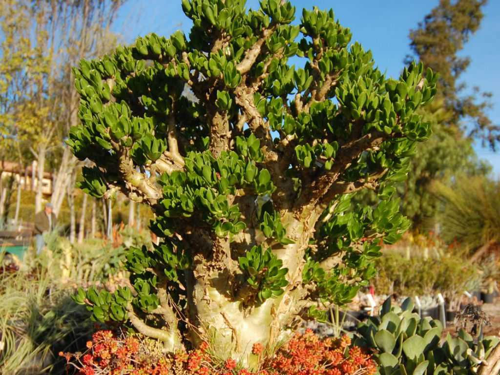 Tylecodon paniculatus (Butter Tree)