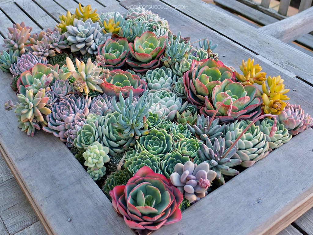 Why are Succulents So Popular