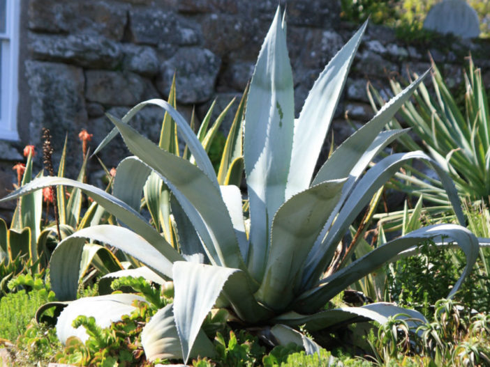 Agave americana - Century Plant