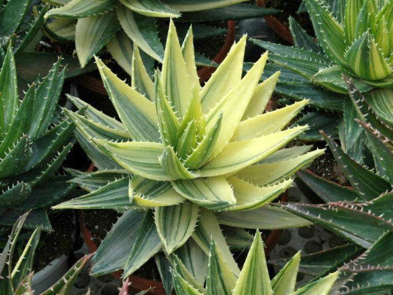 Aloe perfoliata 'Variegata' - World of Succulents