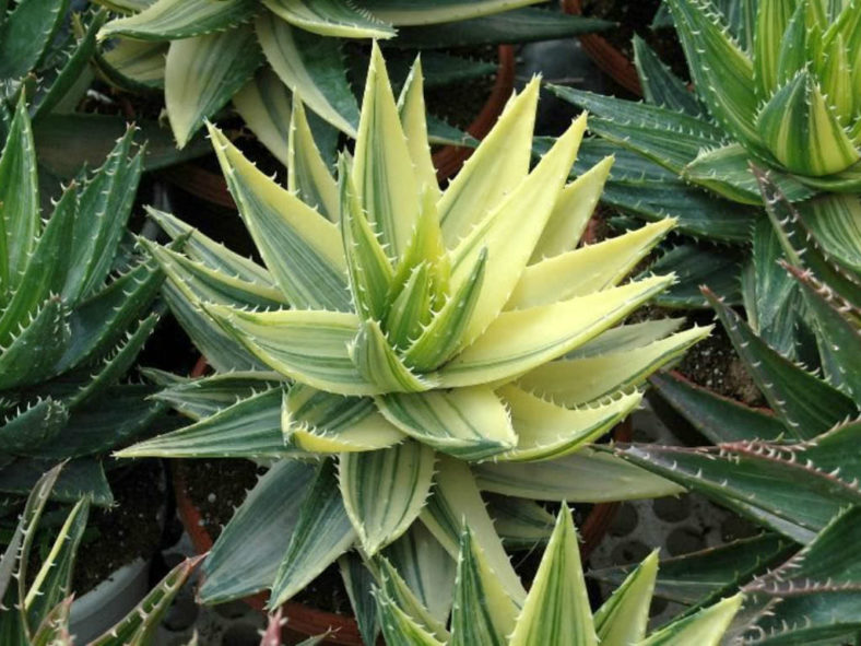 Aloe perfoliata 'Variegata' (Mitre Aloe) aka Aloe mitriformis 'Variegata'