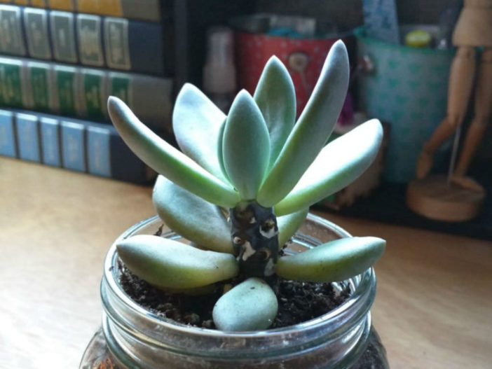Save Rotted Succulent