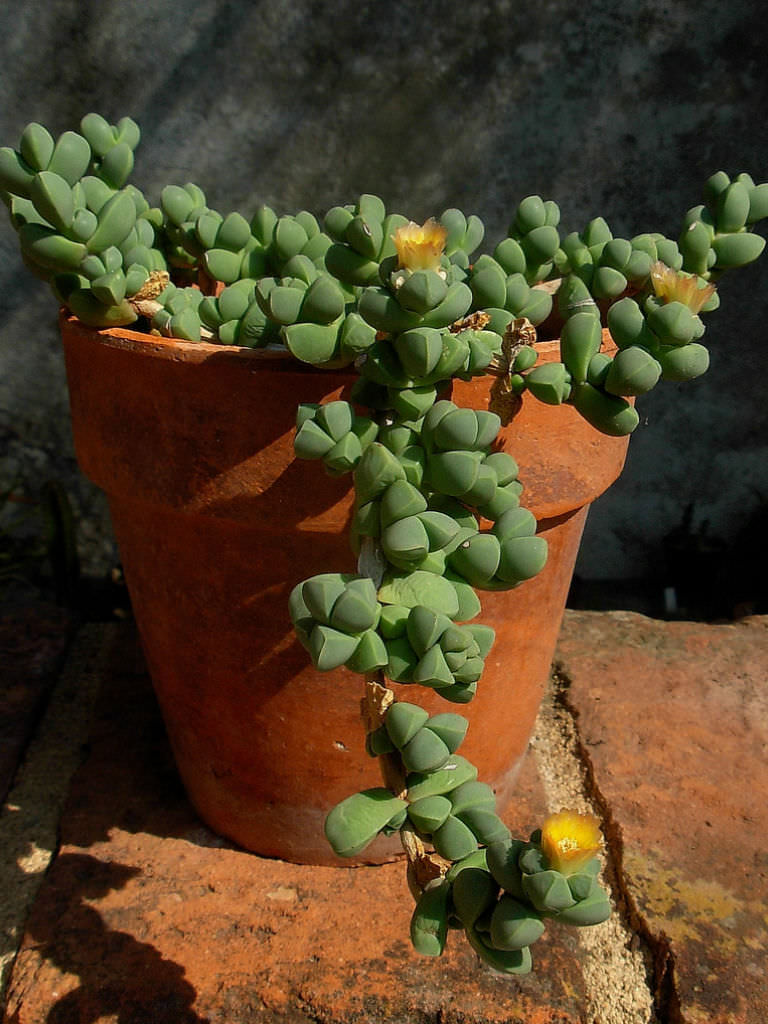 Delosperma Lehmannii cactus crasas suculentas succulents sukkulent cacti kakteen 