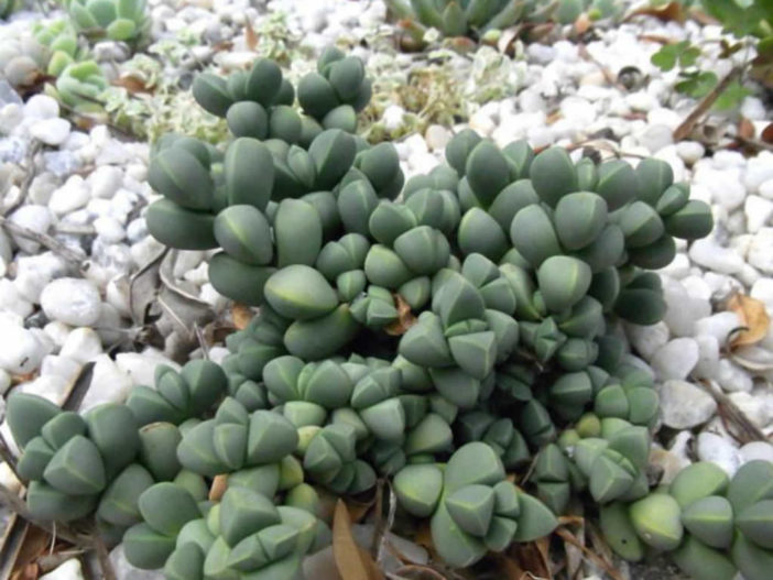Corpuscularia lehmannii (Ice Plant)