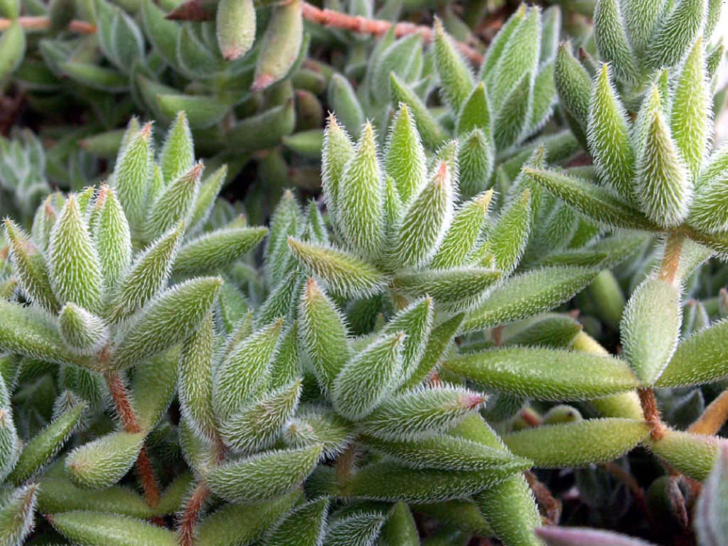 Crassula mesembryanthoides aka Crassula mesembryanthemoides