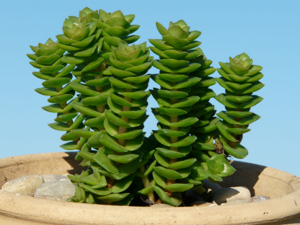 Succulent Plant--Crassula socialis--Neat Clumper! 