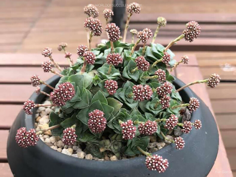 Crassula socialis