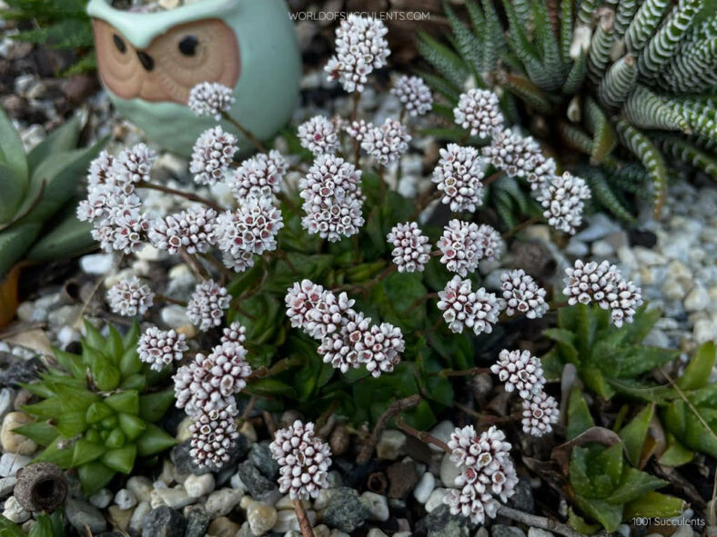 Crassula socialis