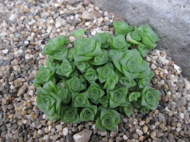 Crassula socialis