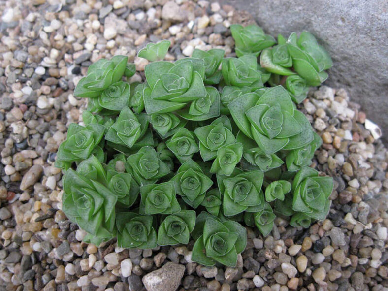 Crassula socialis