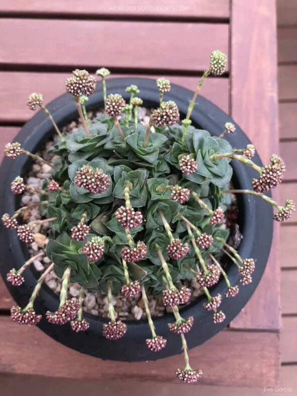 Crassula socialis