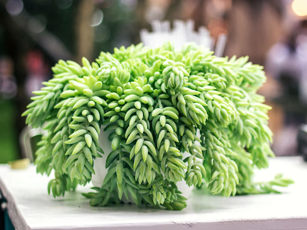 Sedum morganianum (Donkey's Tail)