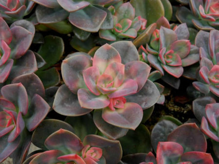 Echeveria 'Chroma' - World of Succulents