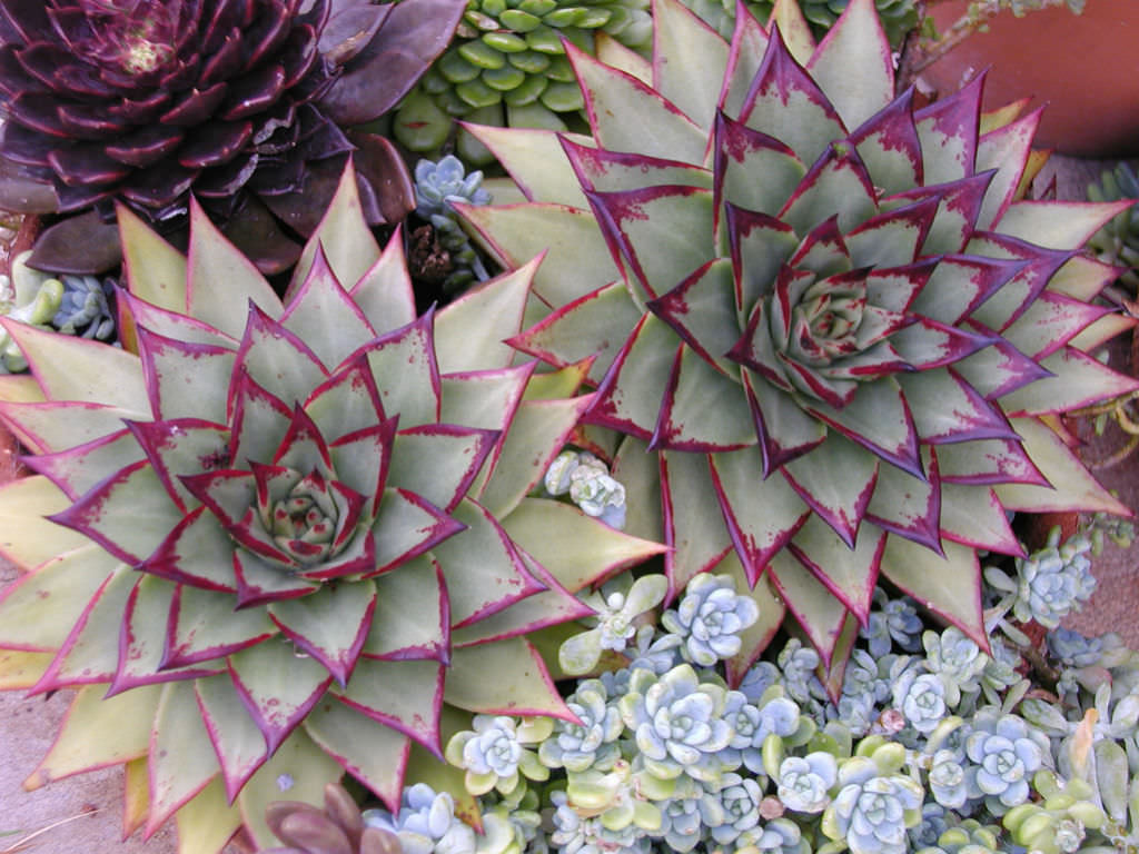 Echeveria agavoides 'Ebony' (Ebony Wax Agave)