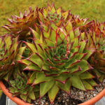 Echeveria agavoides 'Red Edge' (Lipstick Echeveria) aka Echeveria agavoides 'Lipstick'