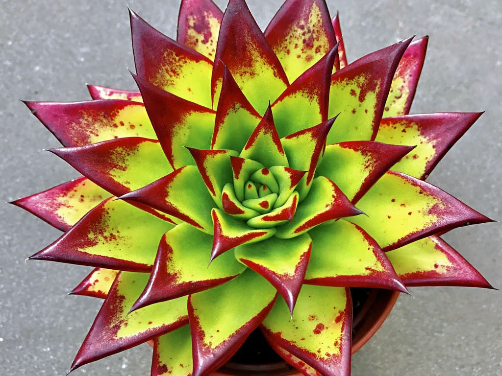 Echeveria agavoides 'Red Edge' (Lipstick Echeveria) aka Echeveria agavoides 'Lipstick'