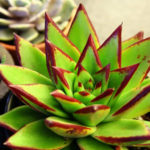 Echeveria agavoides 'Red Edge' (Batom Echeveria) também conhecido como Echeveria agavoides 'Lipstick'