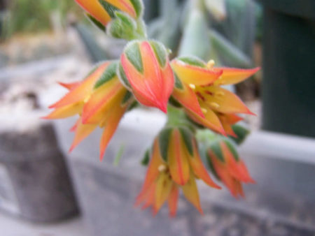 Echeveria Pulvinata Var. Frigida - World Of Succulents