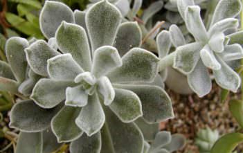 Echeveria pulvinata var. frigida (White Chenille Plant) Echeveria pulvinata var. frigida (White Chenille Plant) aka Echeveria pulvinata 'Frosty'