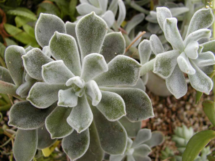Echeveria pulvinata var. frigida (White Chenille Plant) aka Echeveria pulvinata 'Frosty'