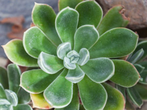 Echeveria pulvinata (Plush Plant)