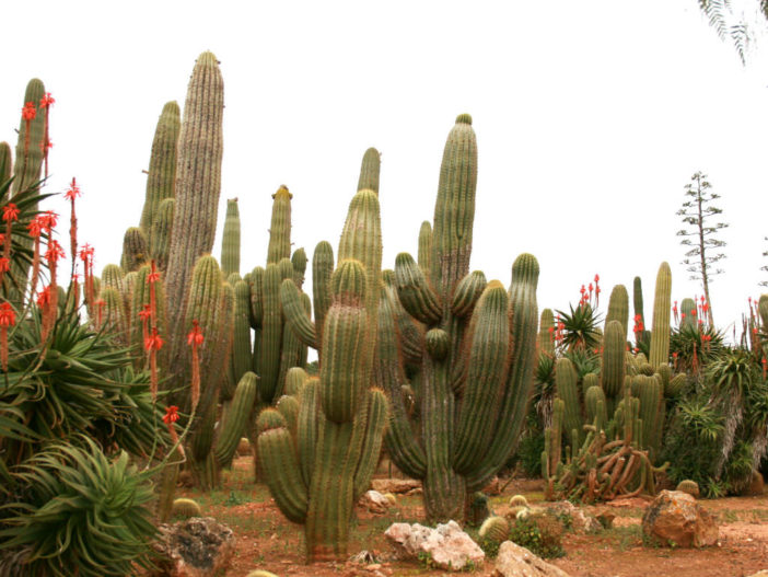 Echinopsis atacamensis (Cardon Grande) aka Leucostele atacamensis or Trichocereus atacamensis