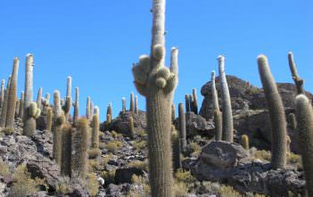 Echinopsis atacamensis subsp. pasacana (Pasacana Tree Cactus) Echinopsis atacamensis subsp. pasacana (Pasacana Tree Cactus)