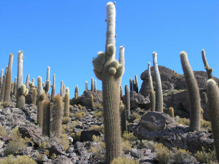 Echinopsis atacamensis subsp. pasacana (Pasacana Tree Cactus)