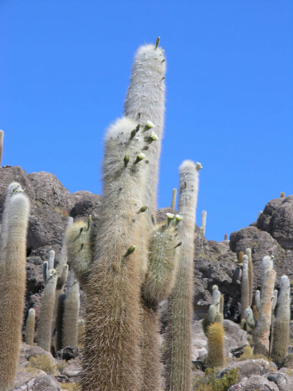 Echinopsis atacamensis subsp. pasacana (Pasacana Tree Cactus)