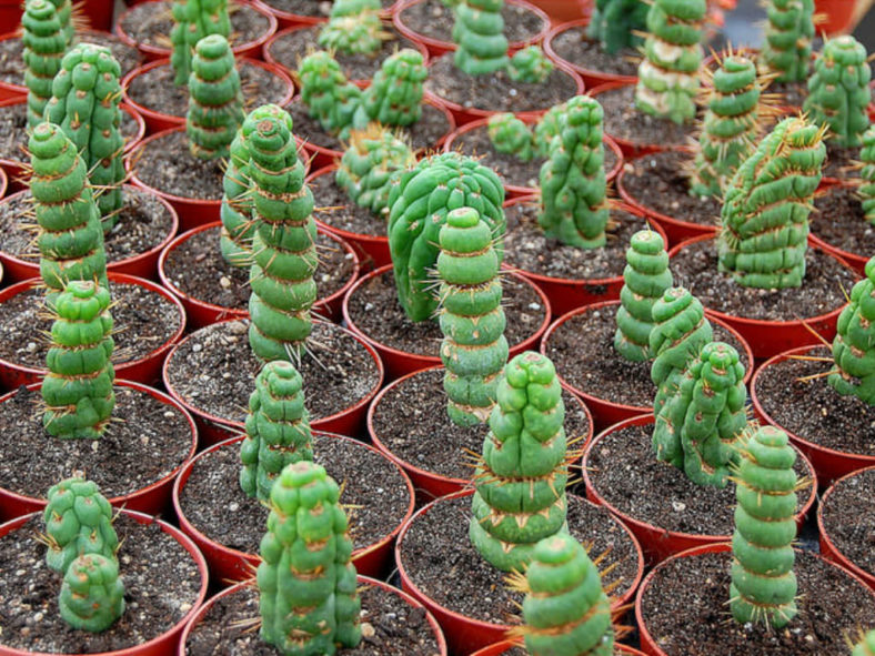 Grow and Care Eulychnia