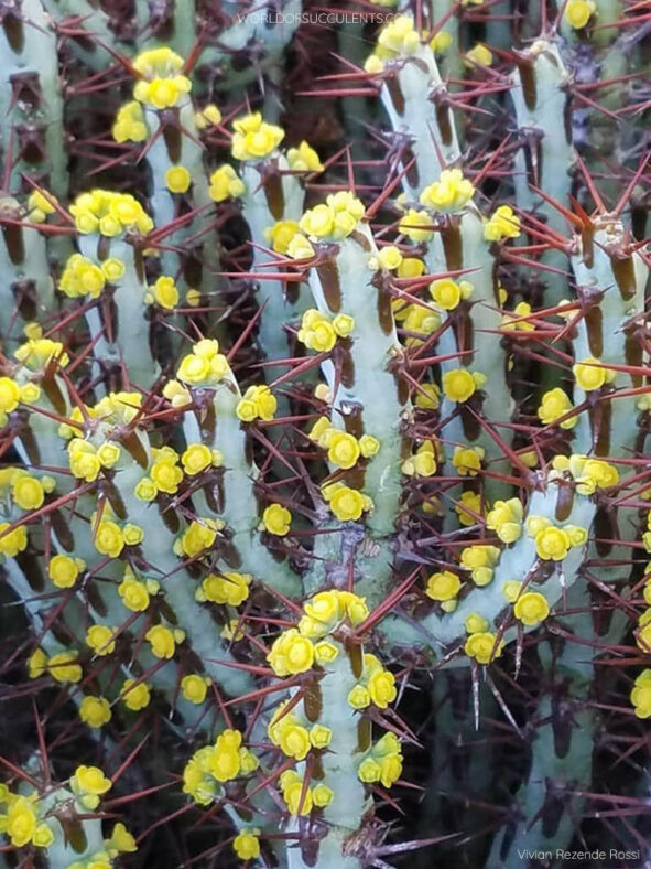 Euphorbia aeruginosa, commonly known as Verdigris Spiny Milkweed
