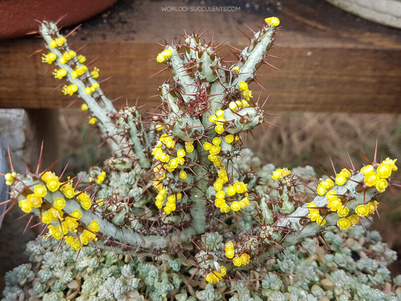 Euphorbia aeruginosa, commonly known as Verdigris Spiny Milkweed