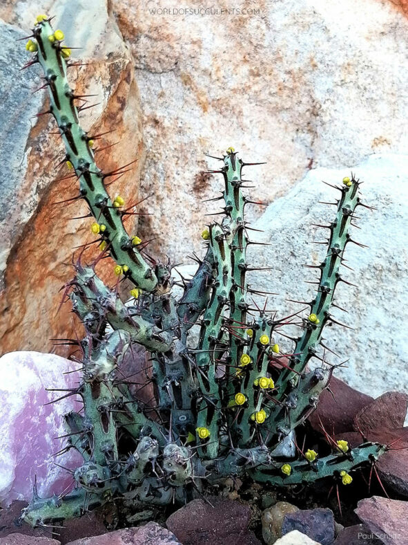 Euphorbia aeruginosa, commonly known as Verdigris Spiny Milkweed