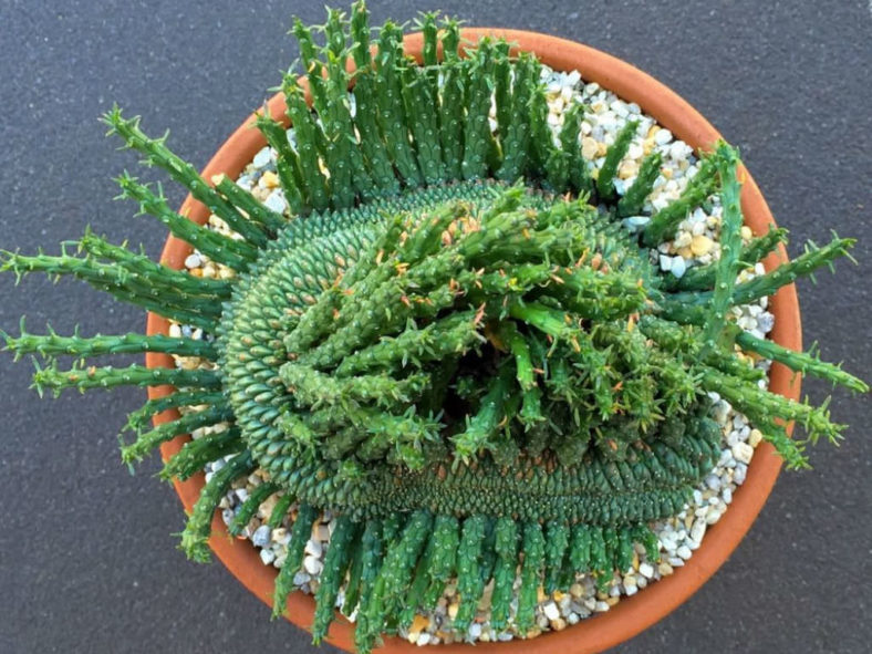 Euphorbia flanaganii 'Cristata' (Green Coral)