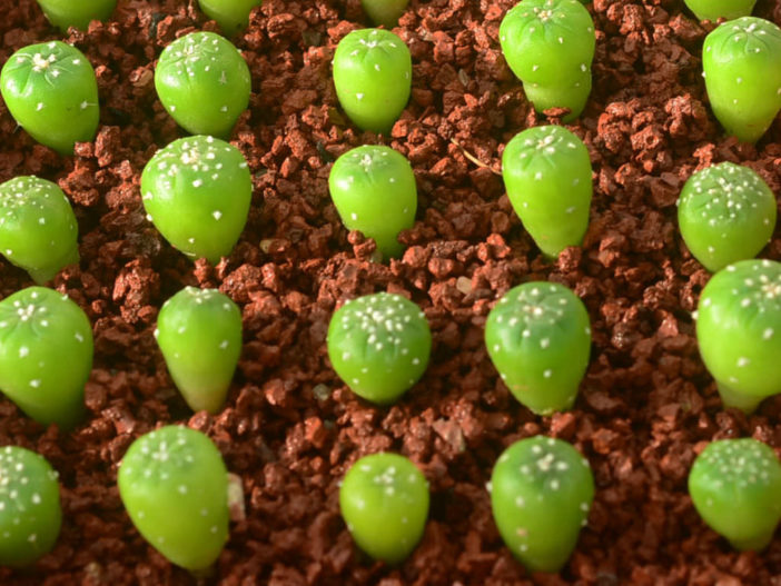 Growing Cacti from Seed