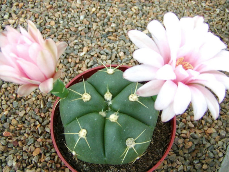 Gymnocalycium horstii (Sider Cactus)