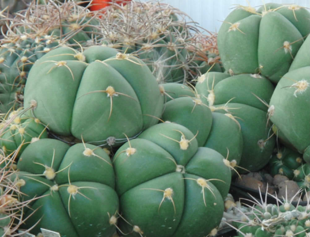  Gymnocalycium  horstii Sider Cactus  World of Succulents