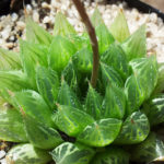 Haworthia cooperi (Haworthia de Cooper)