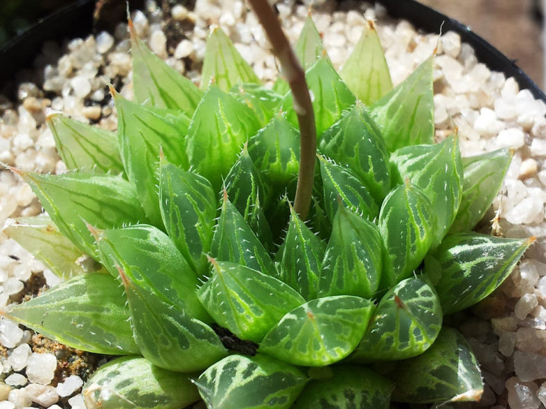 Haworthia cooperi (Cooper's Haworthia)